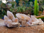 Natural Spirit Quartz Specimens x 12 From Boekenhouthoek, South Africa - Toprock Gemstones and Minerals 