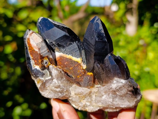 Natural Smokey Quartz Crystal Specimens x 3 From Erongo, Namibia
