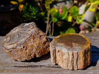 Polished On One Side Petrified Wood Branches x 6 From Gokwe, Zimbabwe