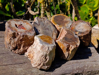 Polished On One Side Petrified Wood Branches x 6 From Gokwe, Zimbabwe