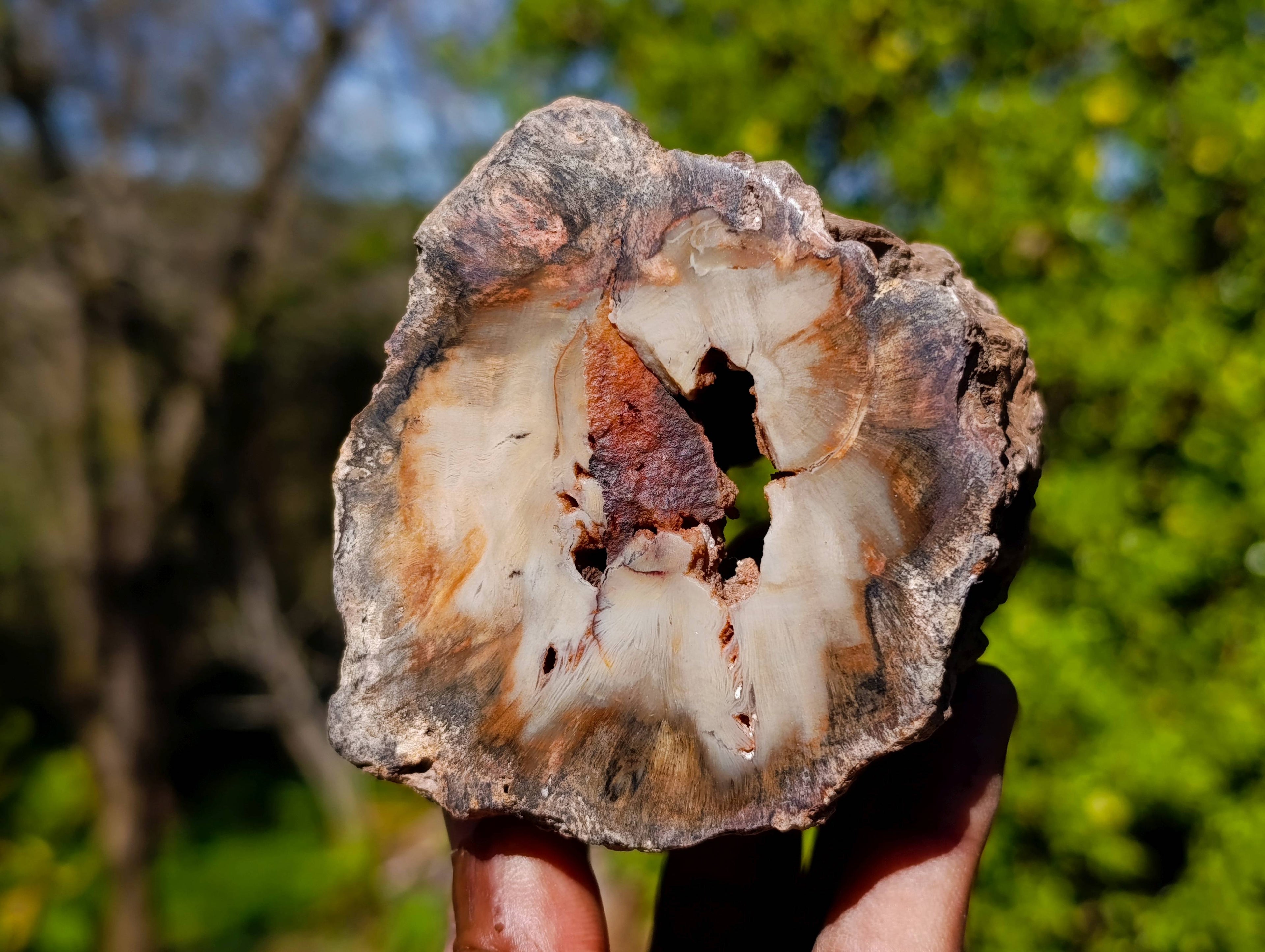 Polished On One Side Petrified Wood Branches x 6 From Gokwe, Zimbabwe - Toprock Gemstones and Minerals 
