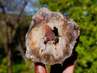 Polished On One Side Petrified Wood Branches x 6 From Gokwe, Zimbabwe