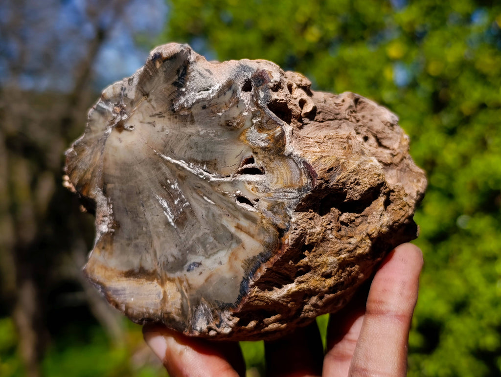 Polished On One Side Petrified Wood Branches x 6 From Gokwe, Zimbabwe - Toprock Gemstones and Minerals 