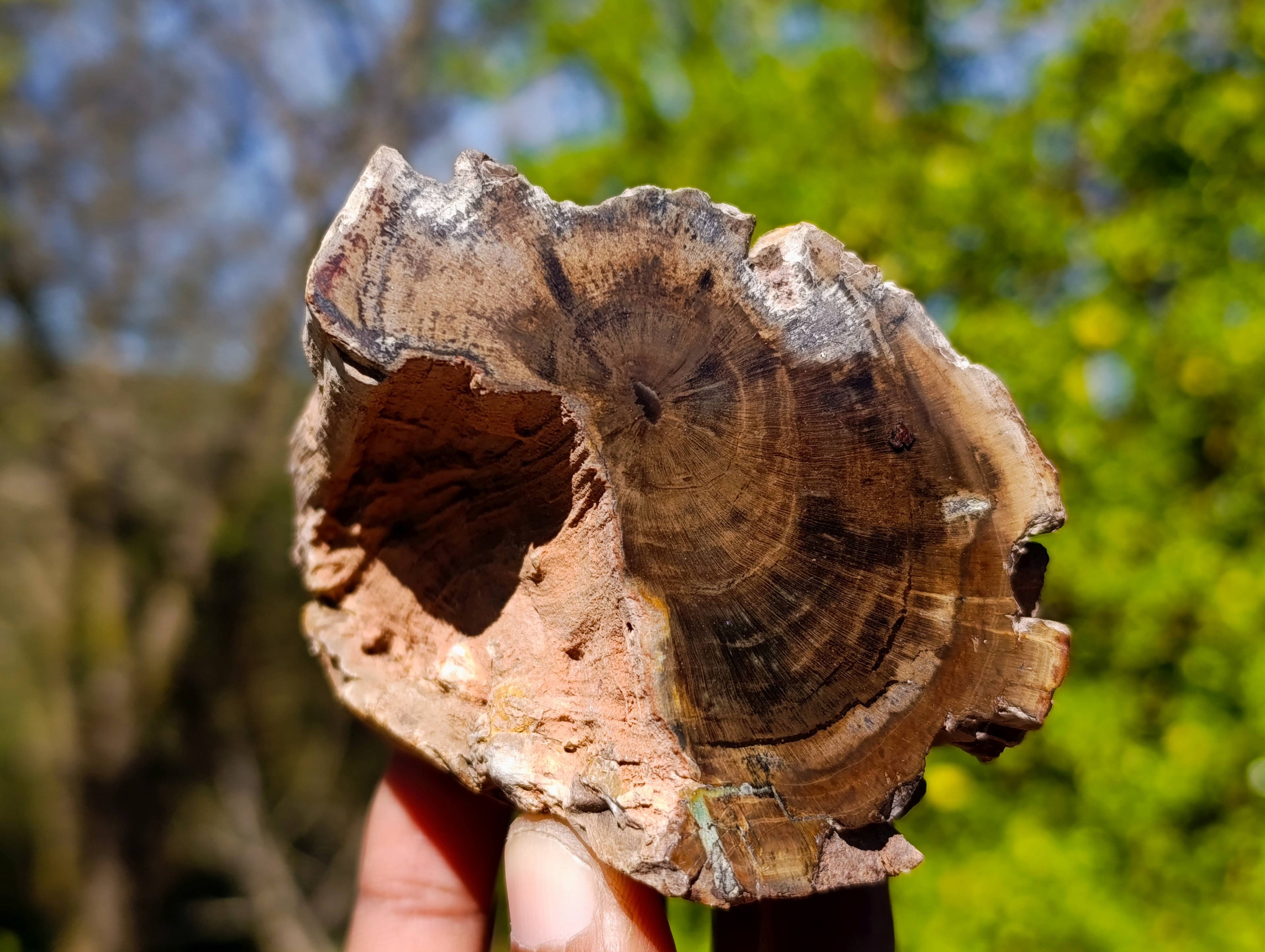 Polished On One Side Petrified Wood Branches x 6 From Gokwe, Zimbabwe - Toprock Gemstones and Minerals 