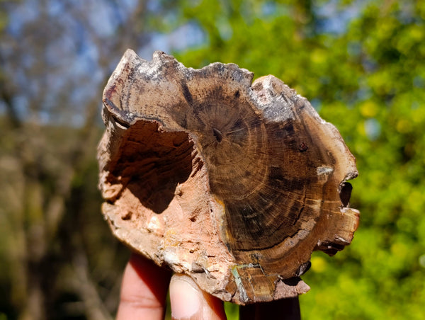 Polished On One Side Petrified Wood Branches x 6 From Gokwe, Zimbabwe