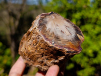 Polished On One Side Petrified Wood Branches x 6 From Gokwe, Zimbabwe