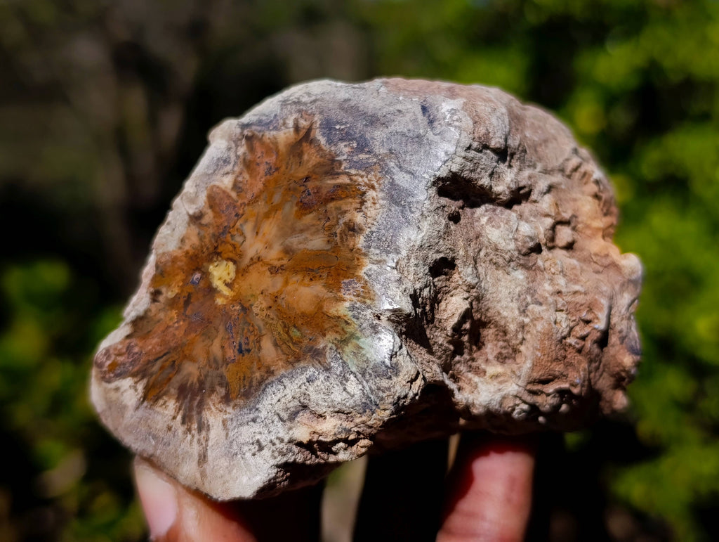 Polished On One Side Petrified Wood Branches x 6 From Gokwe, Zimbabwe - Toprock Gemstones and Minerals 