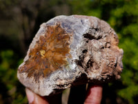 Polished On One Side Petrified Wood Branches x 6 From Gokwe, Zimbabwe