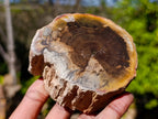 Polished On One Side Petrified Wood Branches x 6 From Gokwe, Zimbabwe - Toprock Gemstones and Minerals 
