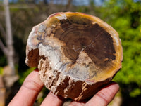 Polished On One Side Petrified Wood Branches x 6 From Gokwe, Zimbabwe