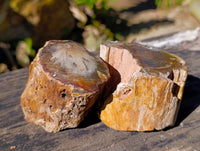 Polished On One Side Petrified Wood Branches x 6 From Gokwe, Zimbabwe
