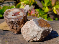 Polished On One Side Petrified Wood Branches x 6 From Gokwe, Zimbabwe