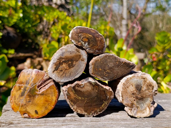 Polished On One Side Petrified Wood x 6 From Gokwe, Zimbabwe