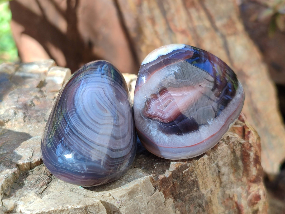 Polished Sashe River Agate Palm Stones x 24 From Zimbabwe - Toprock Gemstones and Minerals 