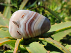 Polished Sashe River Agate Palm Stones x 24 From Zimbabwe - Toprock Gemstones and Minerals 