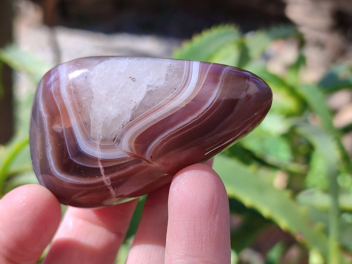 Polished Sashe River Agate Palm Stones x 24 From Zimbabwe - Toprock Gemstones and Minerals 
