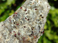 Natural Red Pyrope Garnet Crystals in Quartz Feldspar Matrix x 12 From Namibia