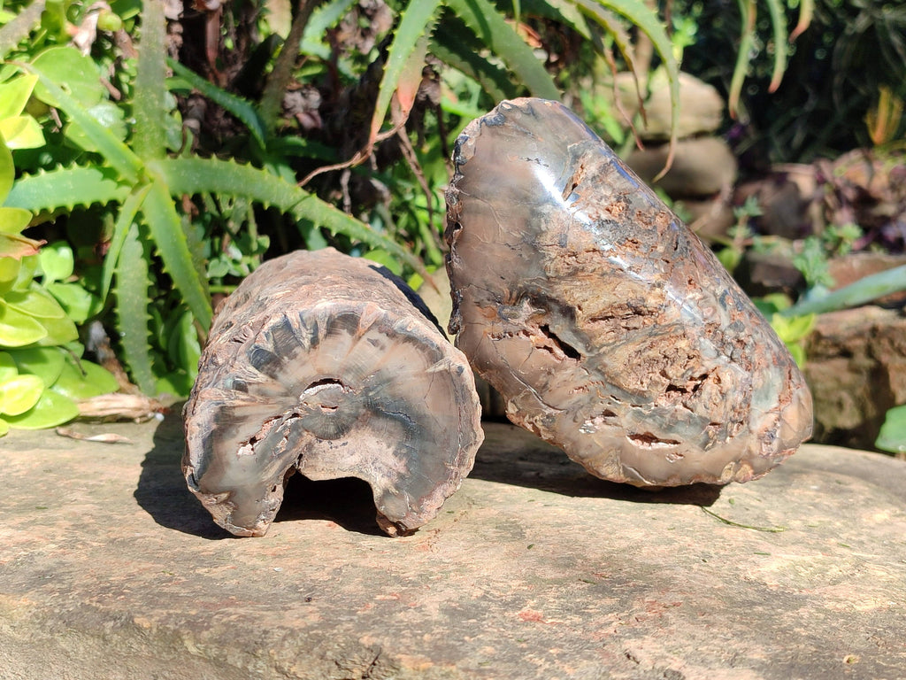 Polished on One Side Petrified Wood Branch Pieces x 3 From Gokwe, Zimbabwe - Toprock Gemstones and Minerals 