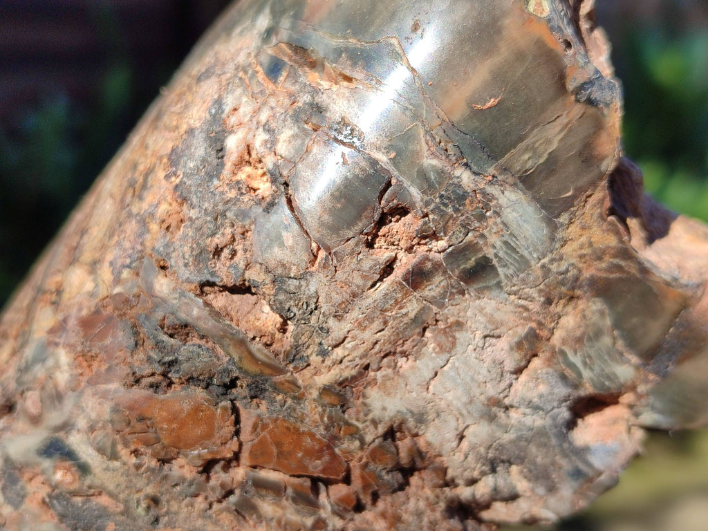 Polished on One Side Petrified Wood Branch Pieces x 3 From Gokwe, Zimbabwe - Toprock Gemstones and Minerals 