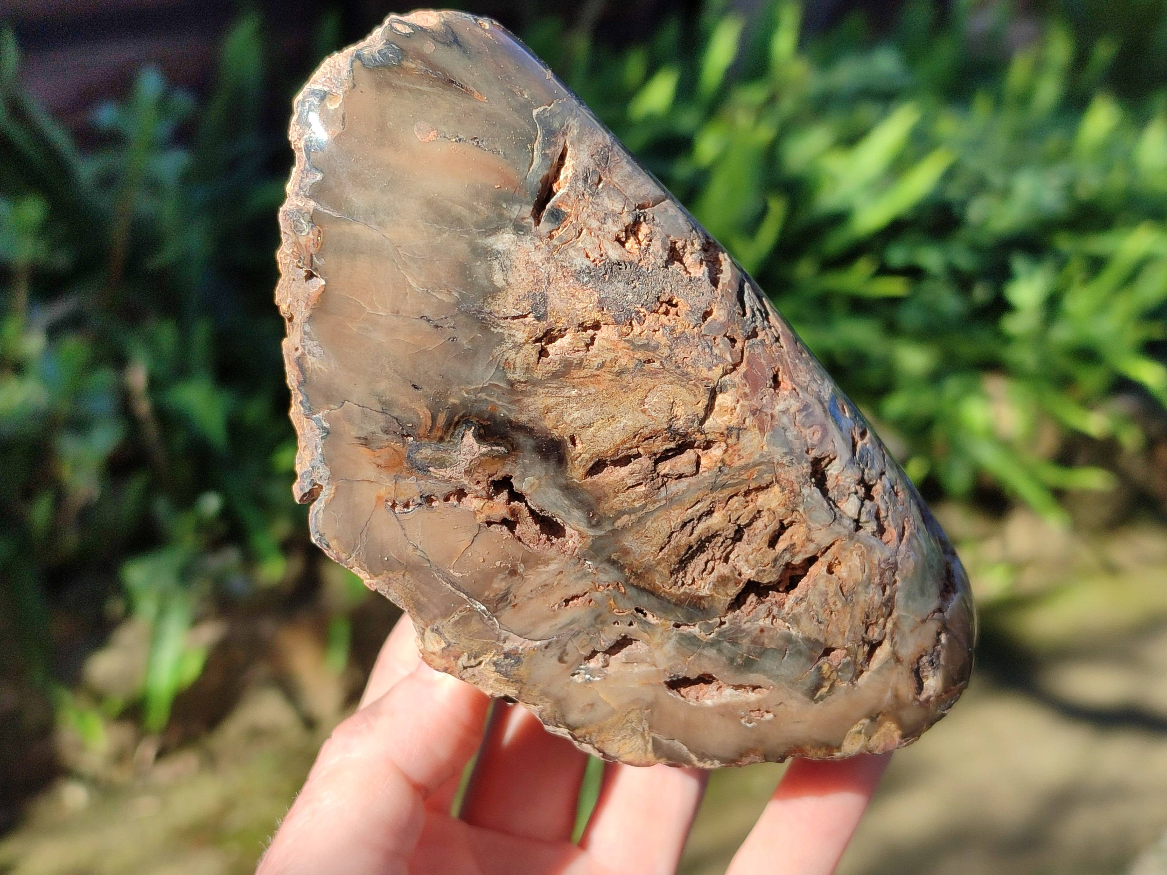 Polished on One Side Petrified Wood Branch Pieces x 3 From Gokwe, Zimbabwe - Toprock Gemstones and Minerals 