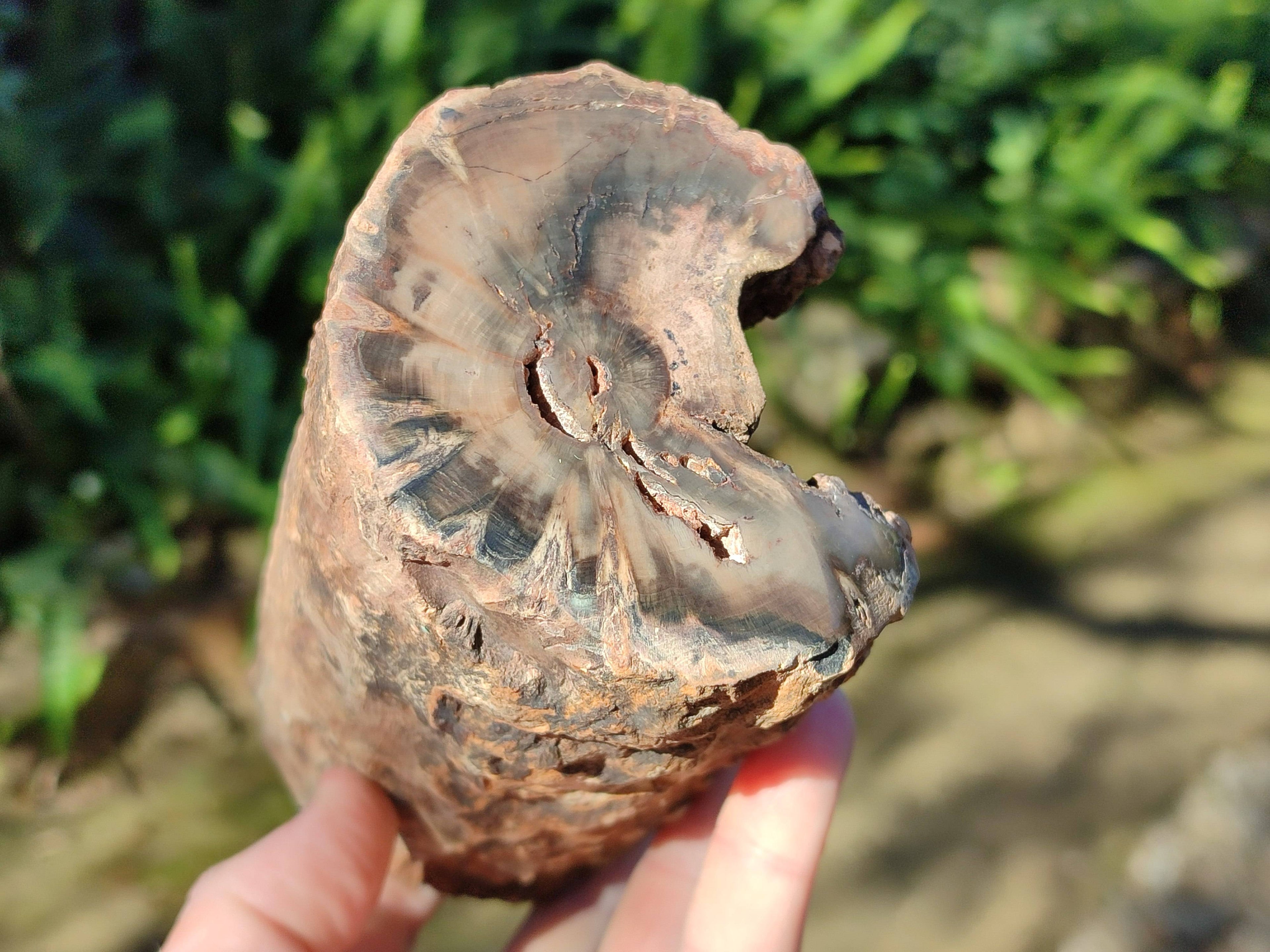Polished on One Side Petrified Wood Branch Pieces x 3 From Gokwe, Zimbabwe - Toprock Gemstones and Minerals 