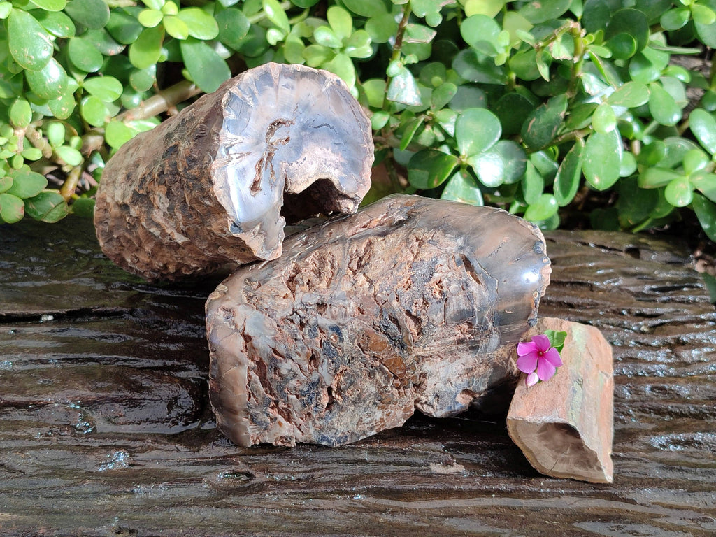 Polished on One Side Petrified Wood Branch Pieces x 3 From Gokwe, Zimbabwe - Toprock Gemstones and Minerals 