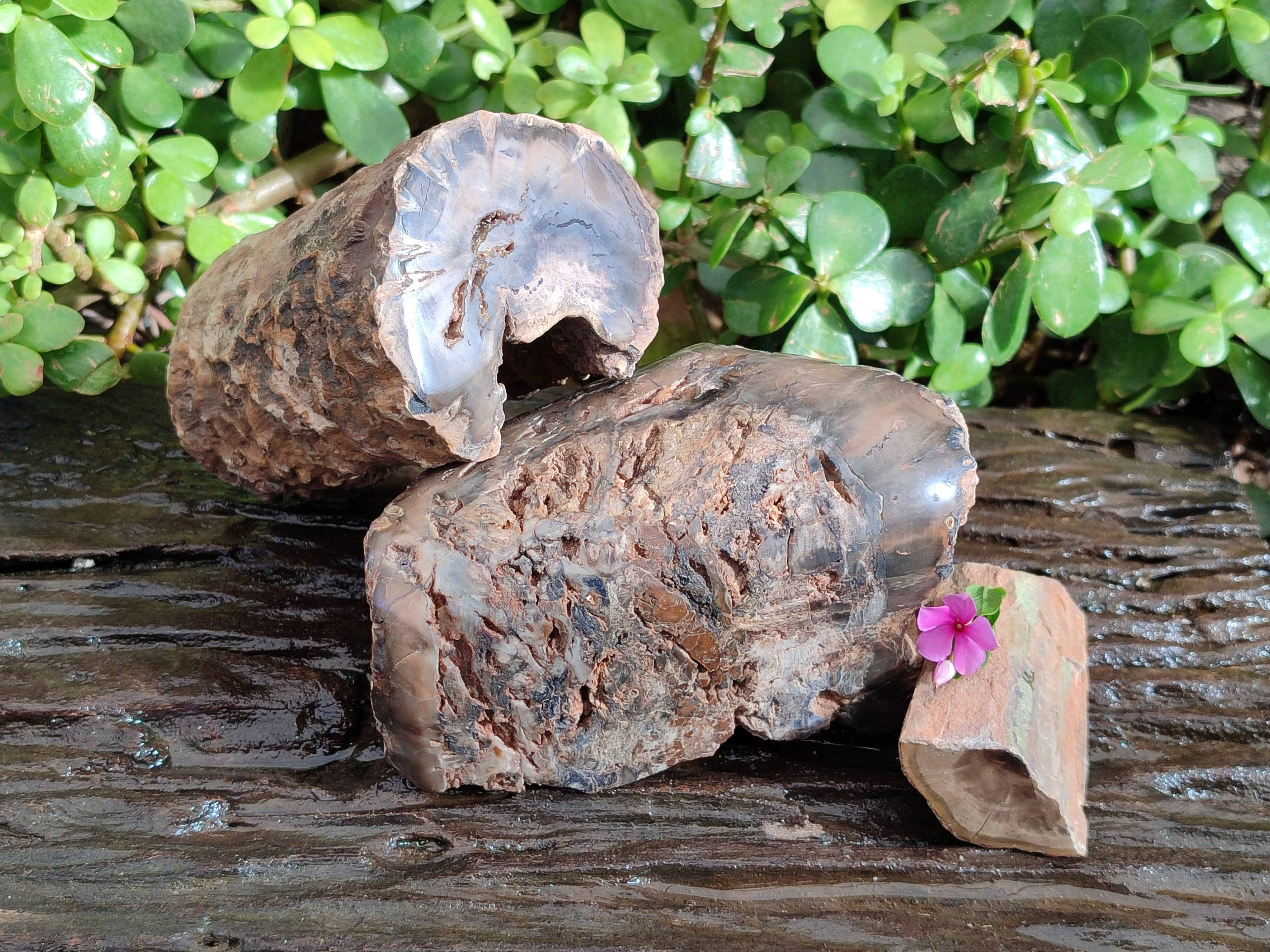 Polished on One Side Petrified Wood Branch Pieces x 3 From Gokwe, Zimbabwe - Toprock Gemstones and Minerals 