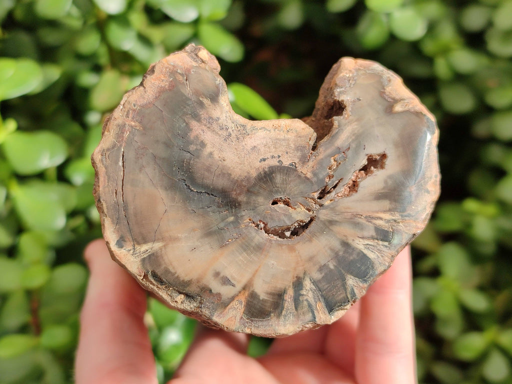 Polished on One Side Petrified Wood Branch Pieces x 3 From Gokwe, Zimbabwe - Toprock Gemstones and Minerals 