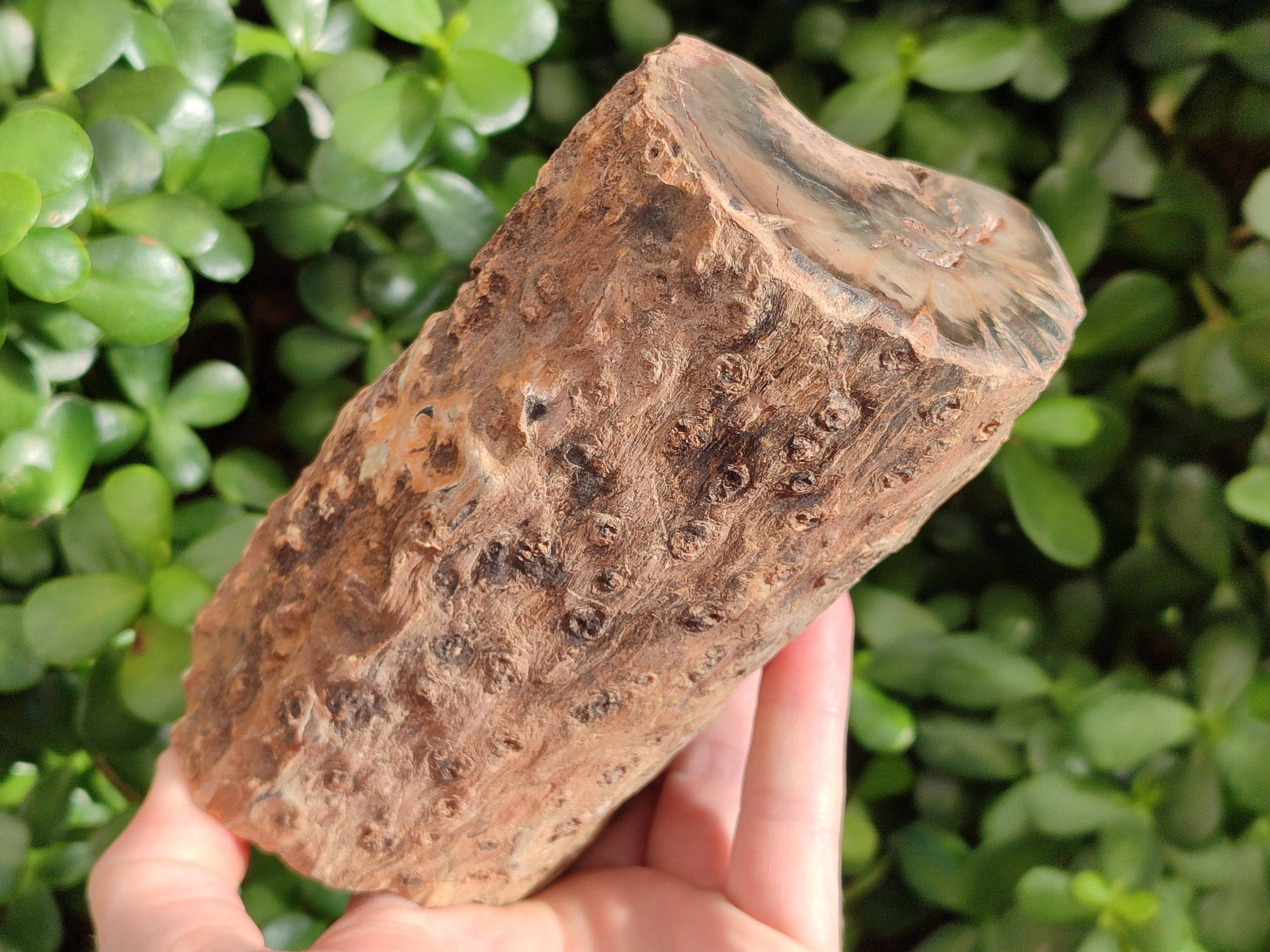 Polished on One Side Petrified Wood Branch Pieces x 3 From Gokwe, Zimbabwe - Toprock Gemstones and Minerals 