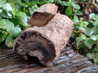 Polished on One Side Petrified Wood Branch Pieces x 3 From Gokwe, Zimbabwe - Toprock Gemstones and Minerals 