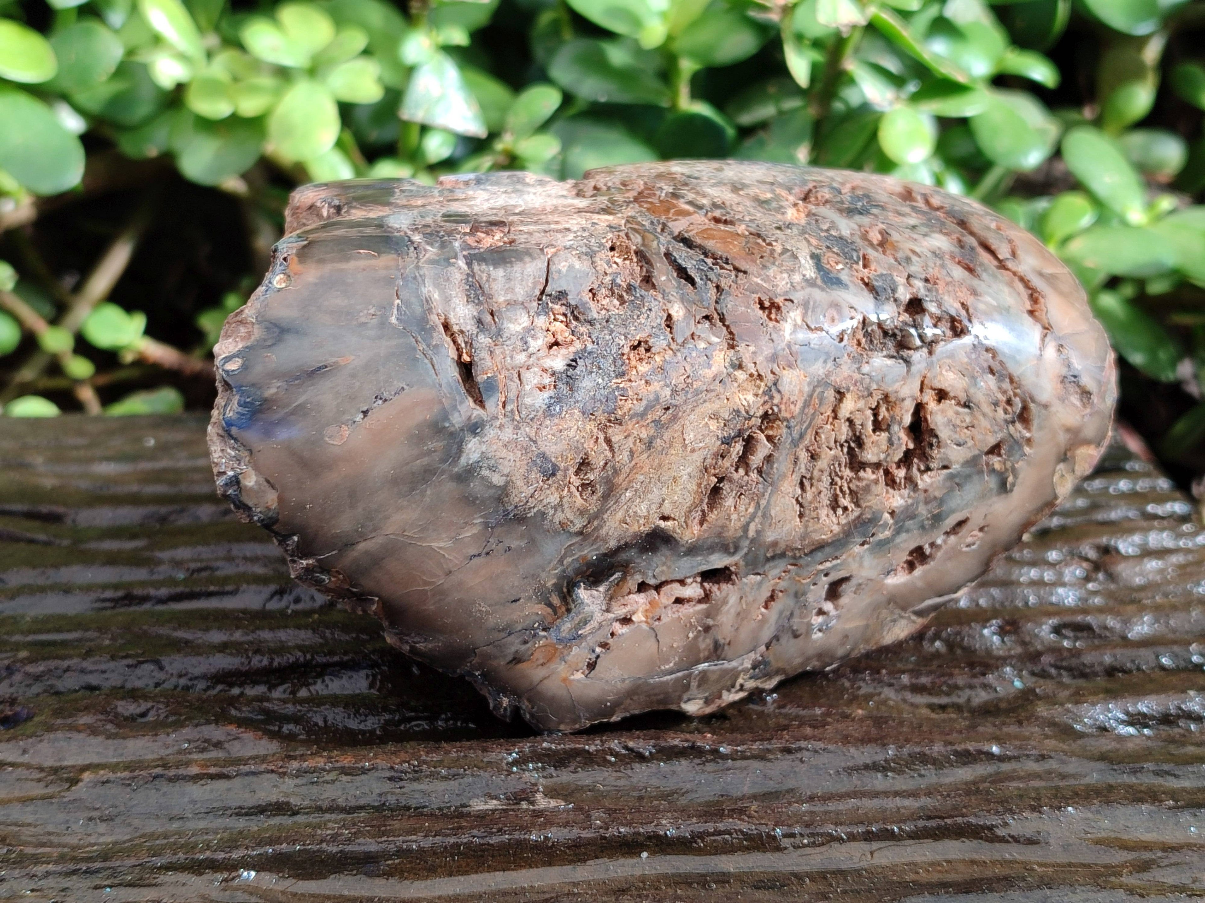 Polished on One Side Petrified Wood Branch Pieces x 3 From Gokwe, Zimbabwe - Toprock Gemstones and Minerals 