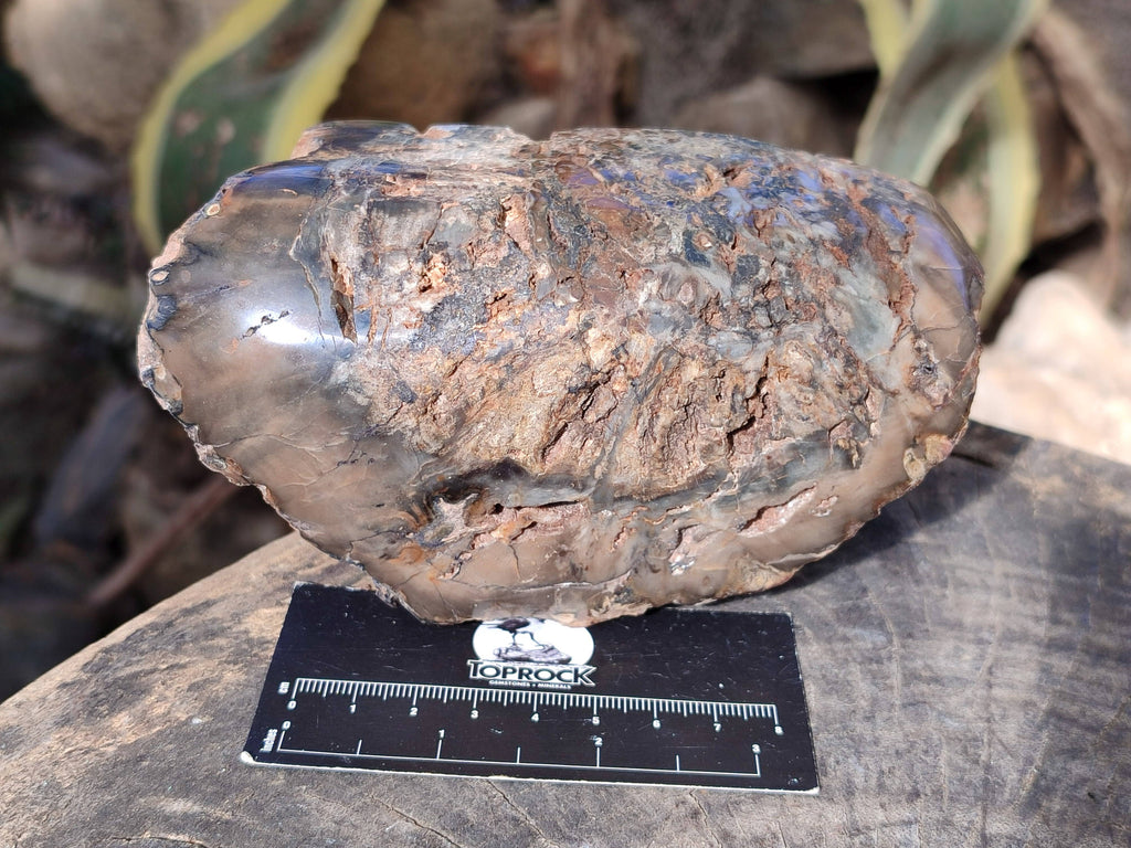 Polished on One Side Petrified Wood Branch Pieces x 3 From Gokwe, Zimbabwe - Toprock Gemstones and Minerals 