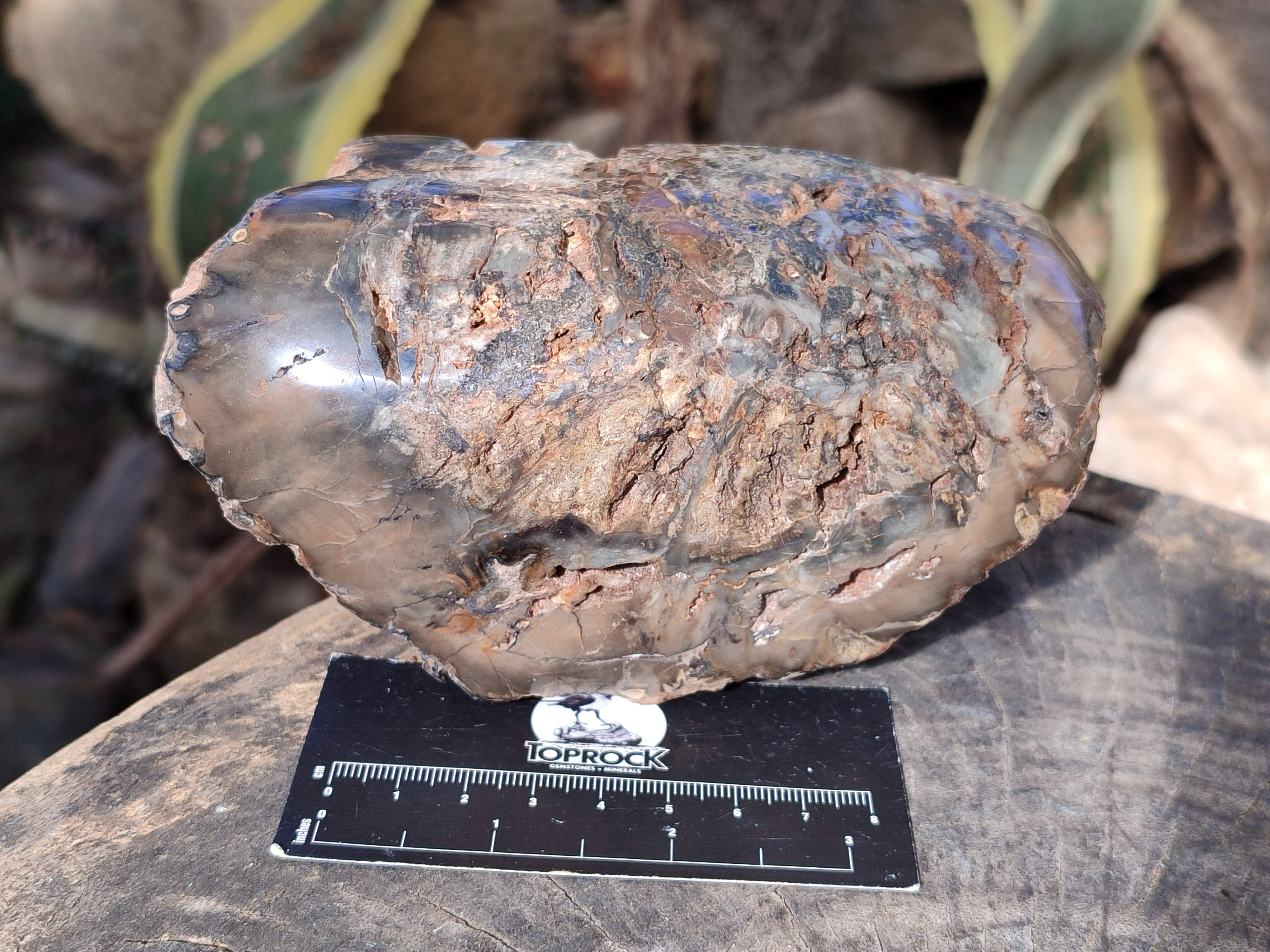 Polished on One Side Petrified Wood Branch Pieces x 3 From Gokwe, Zimbabwe - Toprock Gemstones and Minerals 