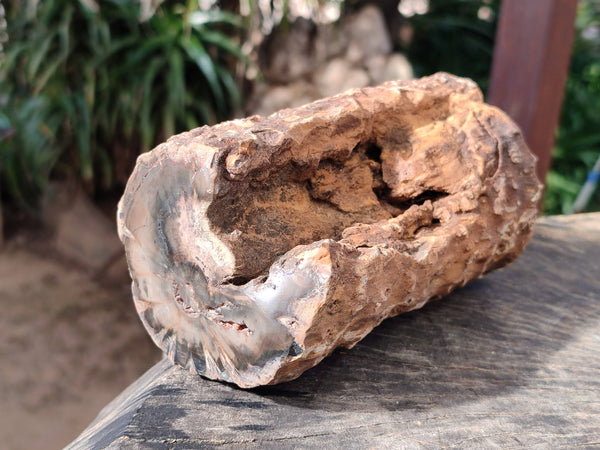 Polished on One Side Petrified Wood Branch Pieces x 3 From Gokwe, Zimbabwe