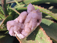 Natural Amethyst Spirit Quartz Clusters x 4 From Boekenhouthoek, South Africa