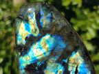 Polished Labradorite Standing Free Forms x 6 From Tulear, Madagascar - Toprock Gemstones and Minerals 