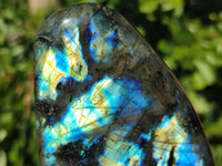 Polished Labradorite Standing Free Forms x 6 From Tulear, Madagascar - Toprock Gemstones and Minerals 