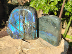 Polished Labradorite Standing Free Forms x 6 From Tulear, Madagascar - Toprock Gemstones and Minerals 