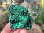 Natural Silky Malachite Specimens x 12 From Kasompe, Congo - Toprock Gemstones and Minerals 