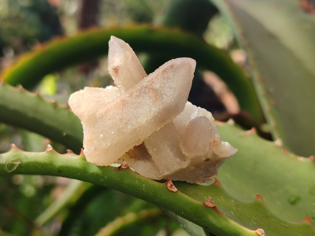 Natural Spirit Quartz Specimens x 35 From Boekenhouthoek, South Africa - Toprock Gemstones and Minerals 