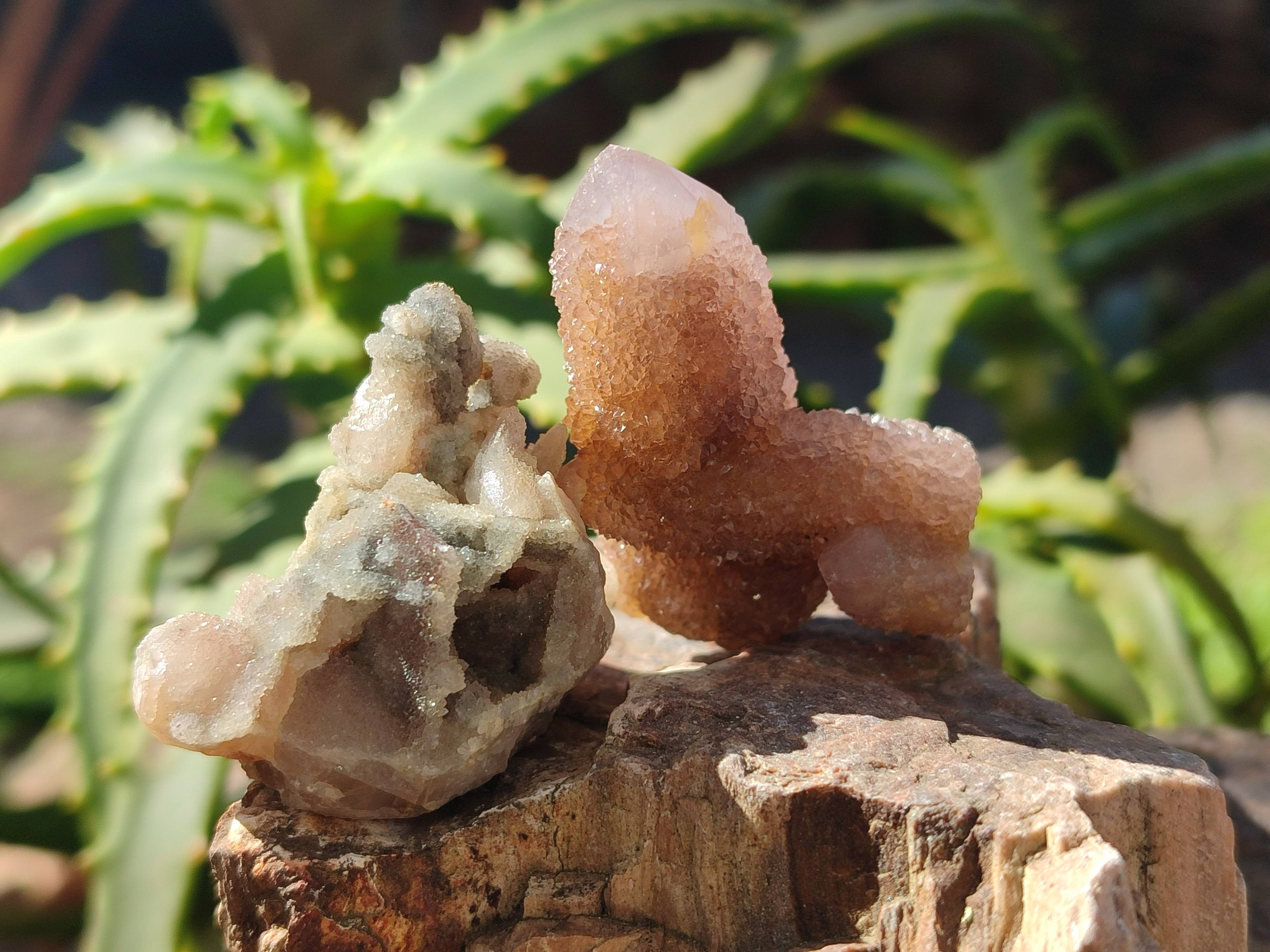 Natural Spirit Quartz Specimens x 35 From Boekenhouthoek, South Africa - Toprock Gemstones and Minerals 