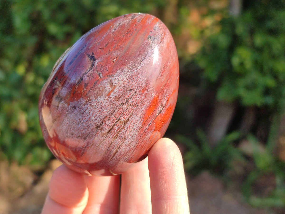 Polished Fossilized Podocarpus Petrified Wood Eggs x 4 From Mahajanga, Madagascar - Toprock Gemstones and Minerals 