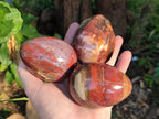 Polished Fossilized Podocarpus Petrified Wood Eggs x 4 From Mahajanga, Madagascar - Toprock Gemstones and Minerals 