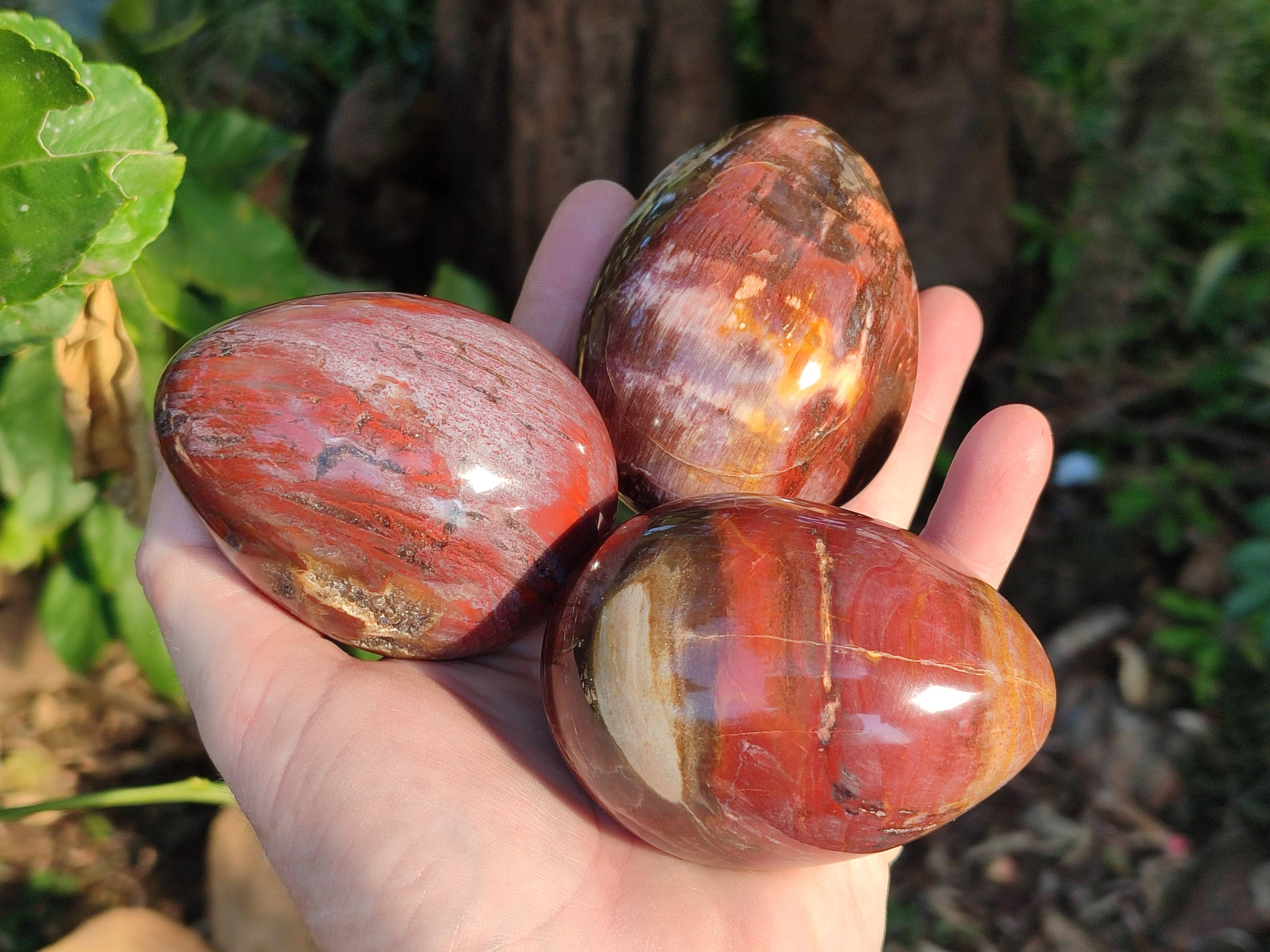 Polished Fossilized Podocarpus Petrified Wood Eggs x 4 From Mahajanga, Madagascar - Toprock Gemstones and Minerals 