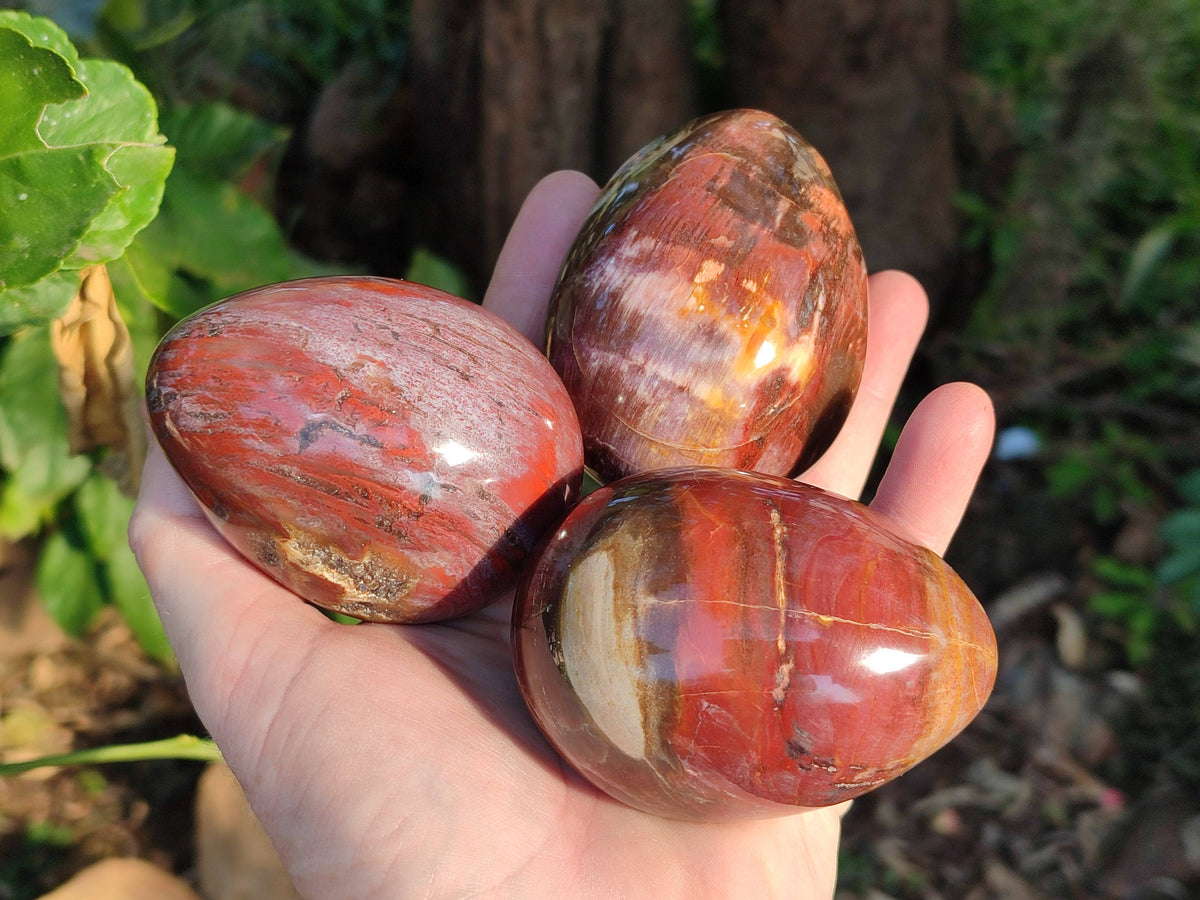 Polished Fossilized Podocarpus Petrified Wood Eggs x 4 From Mahajanga, Madagascar - Toprock Gemstones and Minerals 