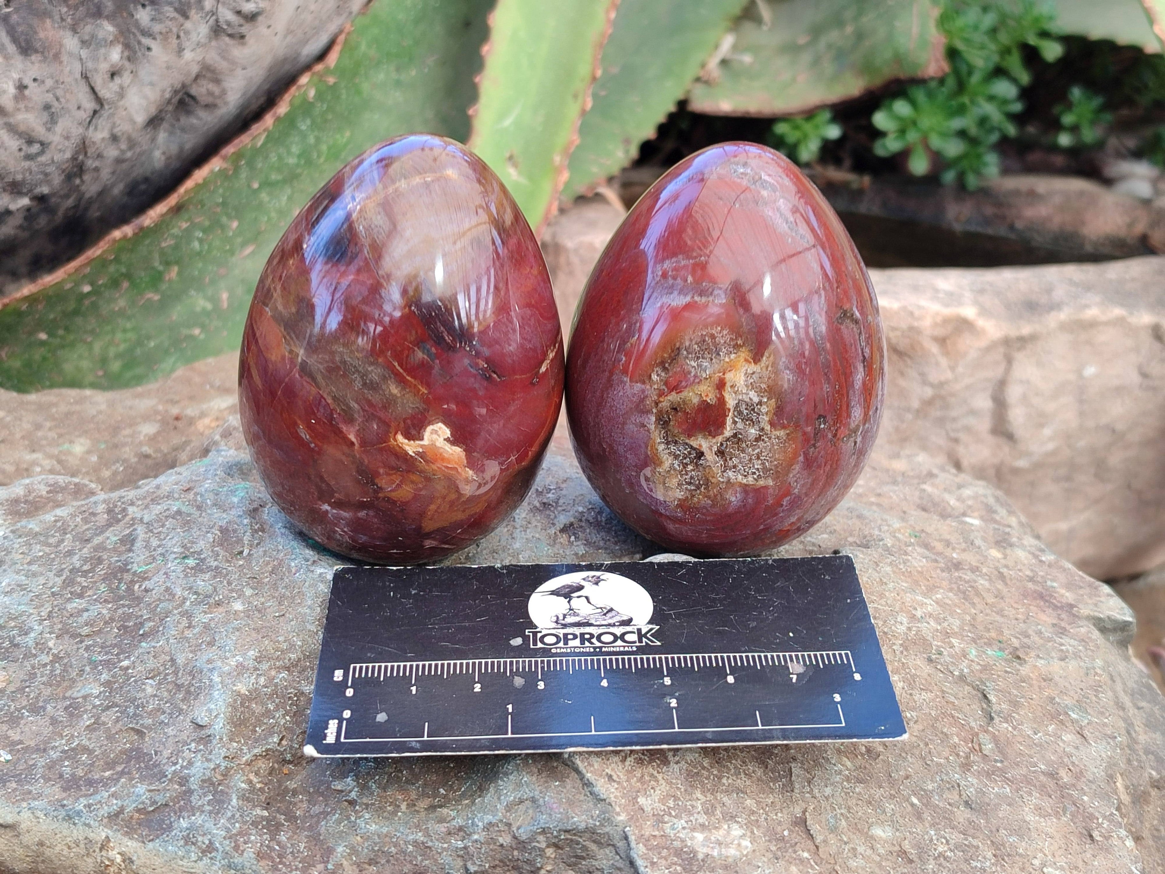 Polished Fossilized Podocarpus Petrified Wood Eggs x 4 From Mahajanga, Madagascar - Toprock Gemstones and Minerals 