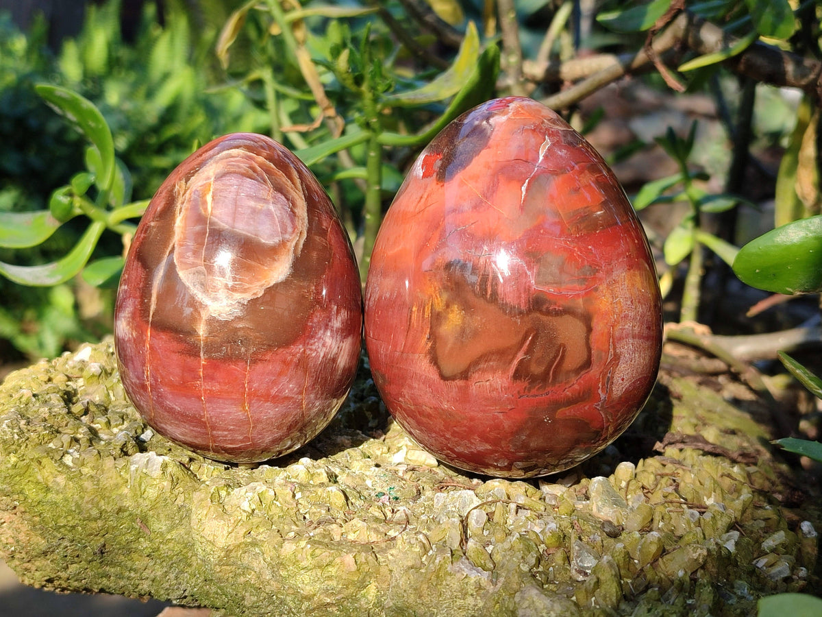 Polished Fossilized Podocarpus Petrified Wood Eggs x 4 From Mahajanga, Madagascar - Toprock Gemstones and Minerals 