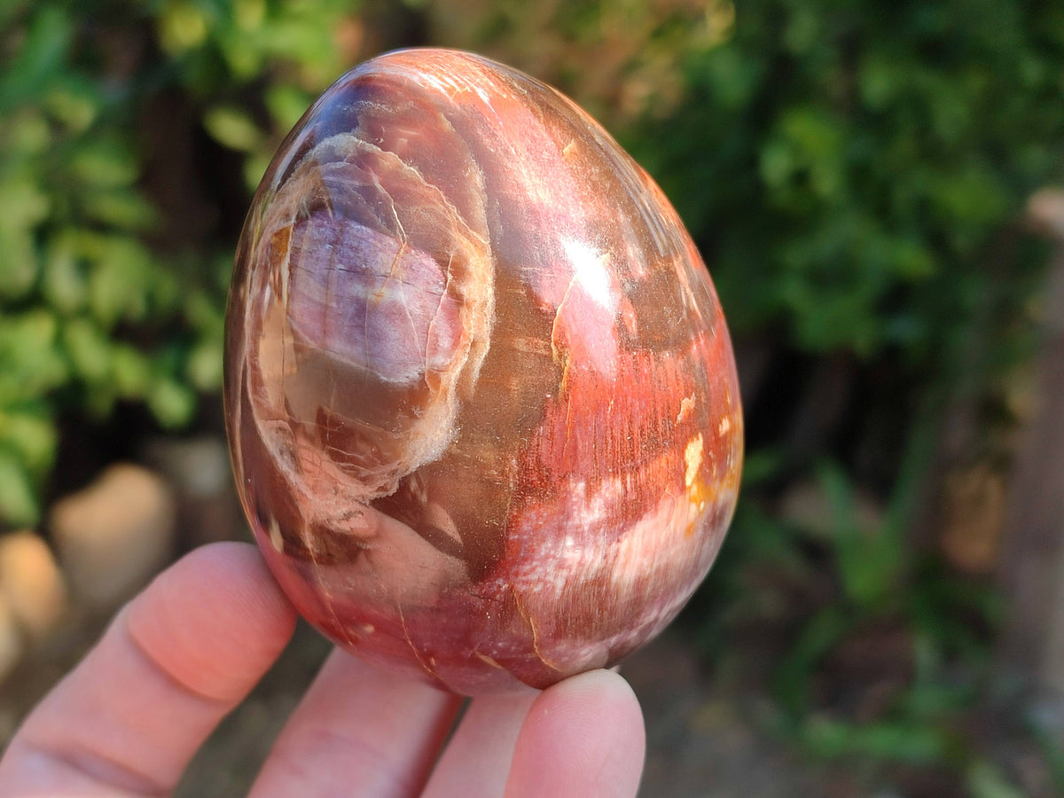 Polished Fossilized Podocarpus Petrified Wood Eggs x 4 From Mahajanga, Madagascar - Toprock Gemstones and Minerals 