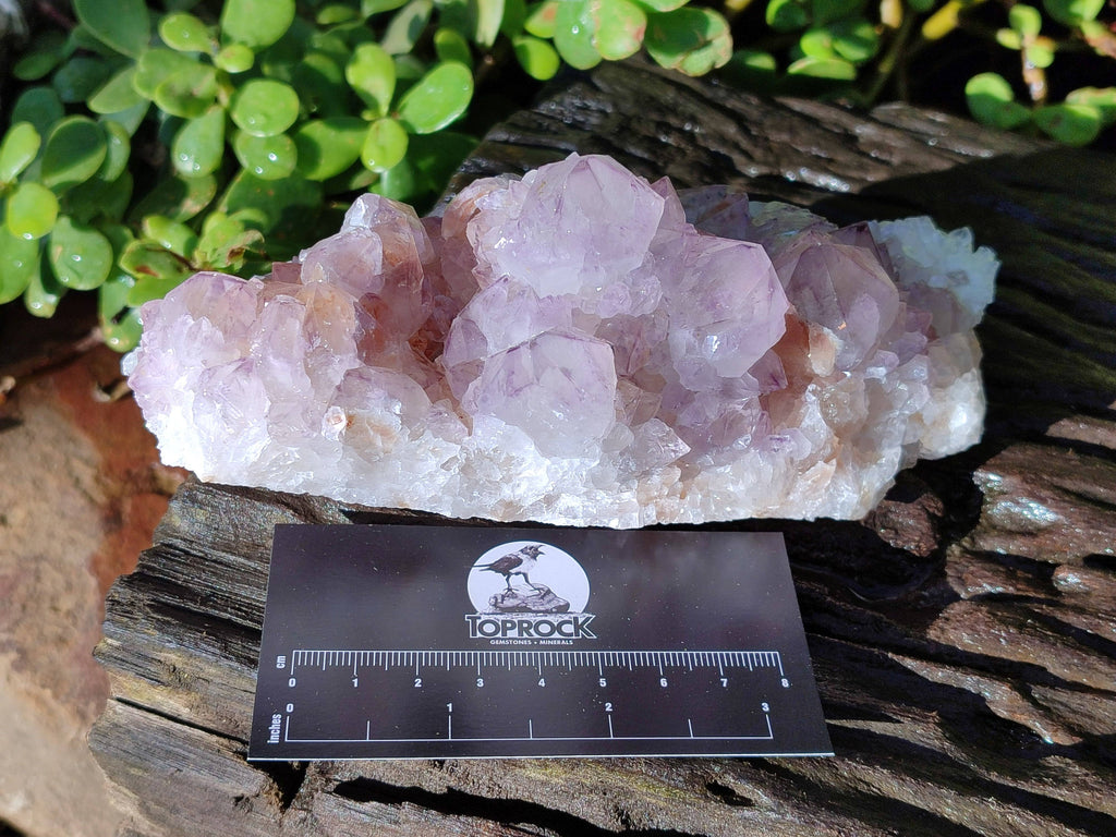 Natural Amethyst Spirit Quartz Clusters x 2 From Boekenhouthoek, South Africa - Toprock Gemstones and Minerals 