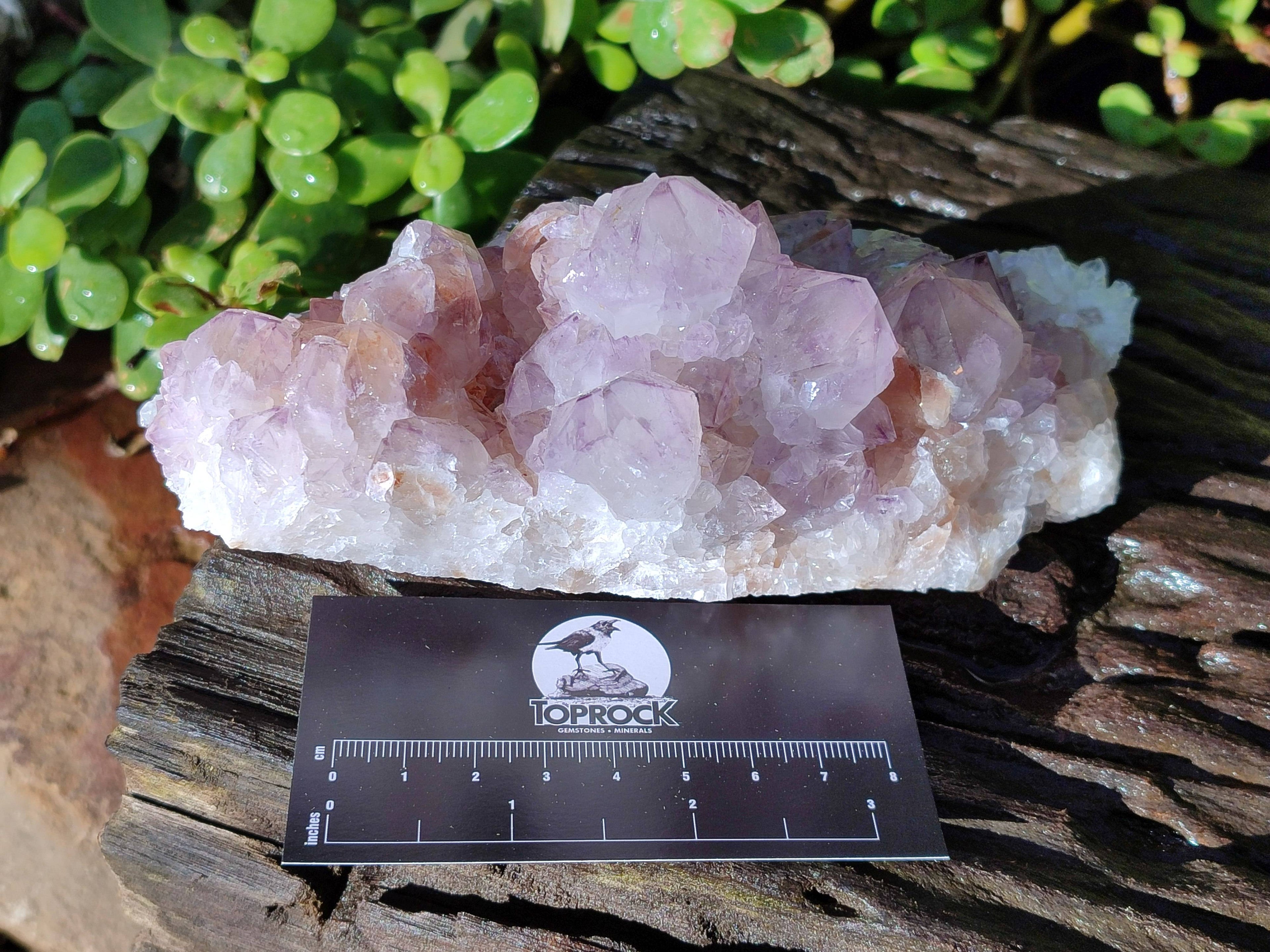 Natural Amethyst Spirit Quartz Clusters x 2 From Boekenhouthoek, South Africa - Toprock Gemstones and Minerals 